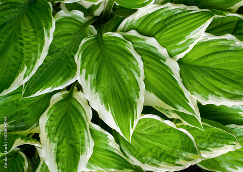 green leaves background hosta leaves are white-green. green leaf of hosta plantaginea with white border photo
