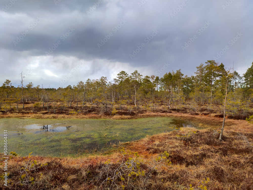 Small Swamp Islands at Skaista Lake in Cenas Swamp Latvia, Kemeri National Park. Idyllic Autumn Landscape. Ecological Reserve in Wildlife. Marshland at Wild Nature. Swampy Land and Wetland, Marsh, Bog