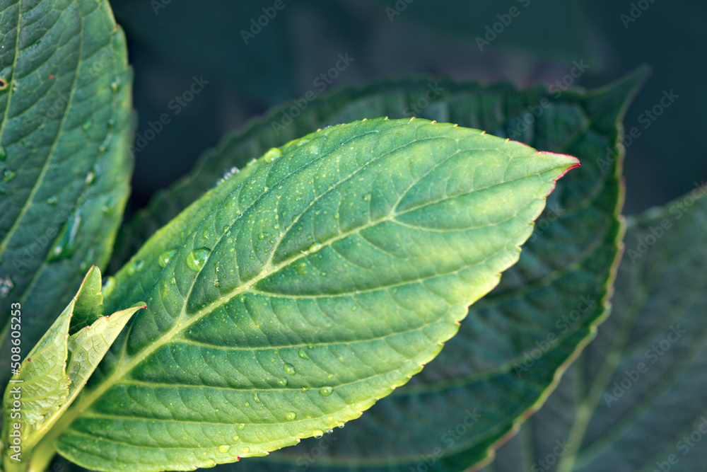 Green leaf with water drops in summer garden. Green leaf with water drops in summer garden.