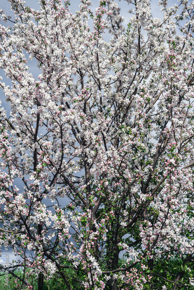 Beautiful spring cherry. in pastel pink and white tones. Sakura. Small depth of field. Close-up of flowering branches of pink cherry, Japanese cherry tree in spring. Spring landscape of Japan Beautiful spring cherry. in pastel pink and white tones. Sakura. Small depth of field. Close-up of flowering branches of pink cherry, Japanese cherry tree in spring. Spring landscape of Japan