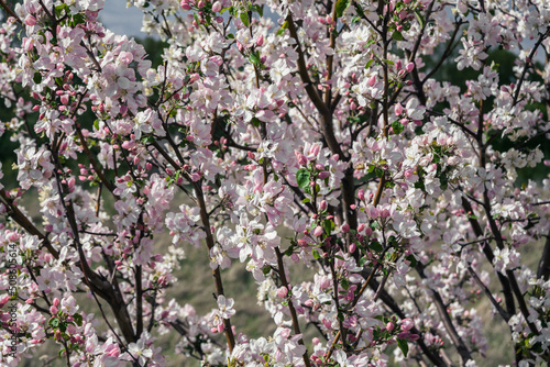 Beautiful spring cherry. in pastel pink and white tones. Sakura. Small depth of field. Close-up of flowering branches of pink cherry  Japanese cherry tree in spring. Spring landscape of Japan