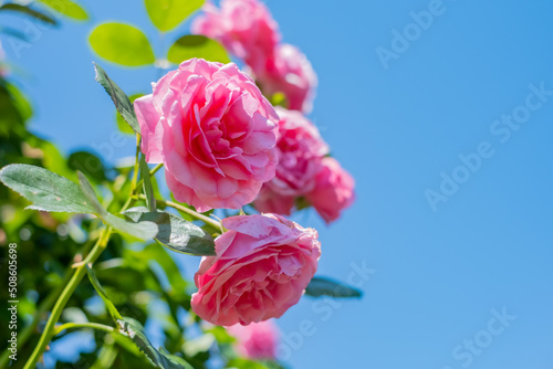 薔薇　レオナルドダヴィンチ