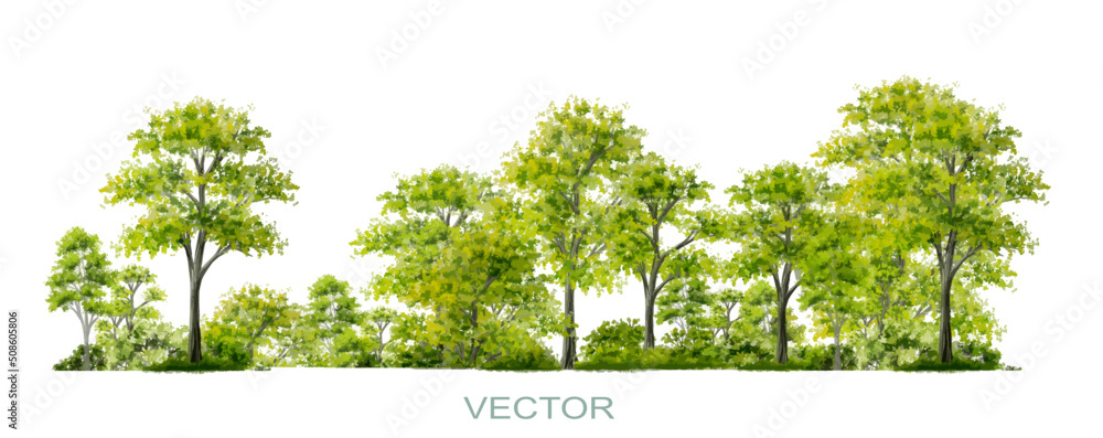 Fototapeta premium Vector watercolor of forest or tree side view isolated on white background for landscape and architecture drawing, elements for environment and garden,botanical elements 
