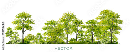 Vector watercolor of forest or tree side view isolated on white background for landscape  and architecture drawing, elements for environment and garden,botanical elements 