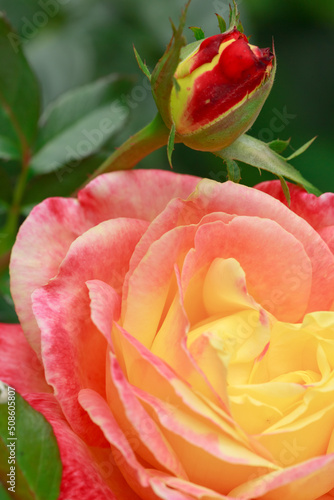 A close up macro shot of a pink rose. Rosebud with pink petals. photo