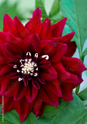 Red dahlia isolated on green blur background.