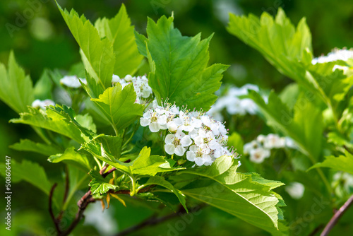 Branches of the flowering crataegus close-up. White hawthorn flowers with green foliage on a bokeh background photo