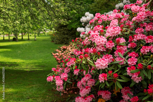Fototapeta Naklejka Na Ścianę i Meble -  Blooming rose bush in the park