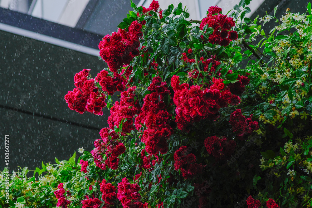 赤いバラに雨が降り注ぐ