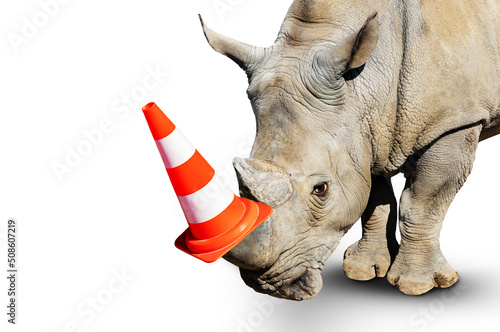 Rhinoceros head portrait wearing road cap on the horn