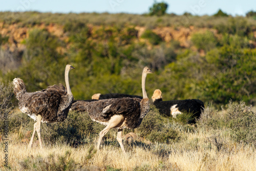 Photography Ostrich (struthio camelus) male and female in typical habitat