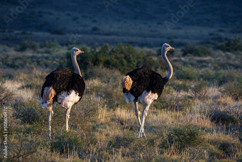 Photos Ostrich (struthio camelus) male in typical habitat