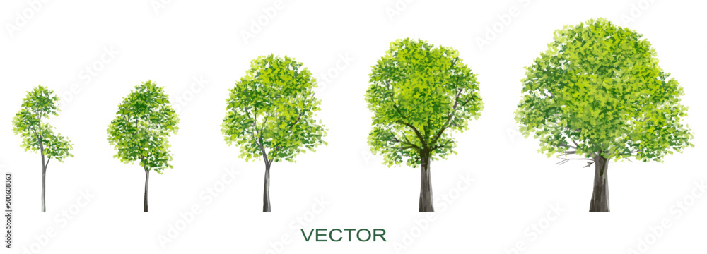 Fototapeta premium Vector watercolor of forest or tree side view isolated on white background for landscape and architecture drawing, elements for environment and garden,botanical elements