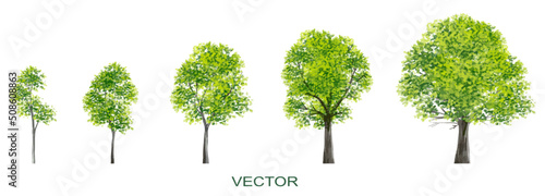 Vector watercolor of forest or tree side view isolated on white background for landscape and architecture drawing, elements for environment and garden,botanical elements

