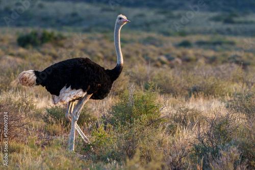 Ostrich (struthio camelus) male in typical habitat. Karoo National Park, Beaufort West, Western Cape, South Africa