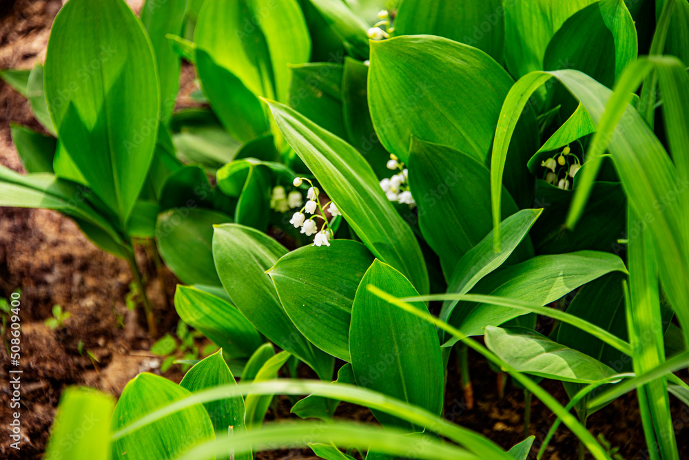 Obraz premium Ирисы, тюльпаны, календула, ландыши