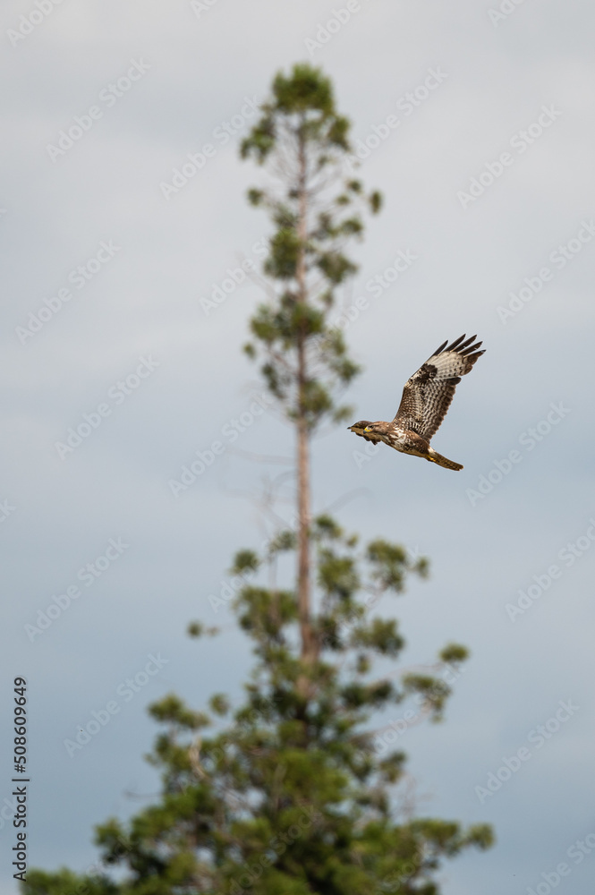 Buteo buteo - Common buzzard - Buse variable Buteo buteo - Common buzzard - Buse variable
