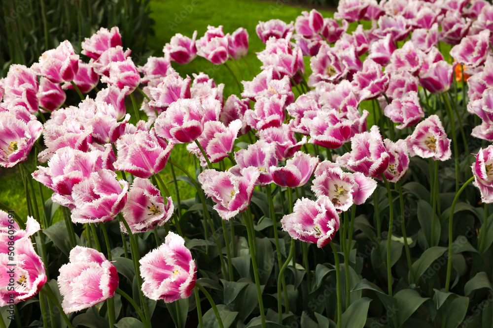 Many beautiful tulip flowers growing outdoors. Spring season Many beautiful tulip flowers growing outdoors. Spring season