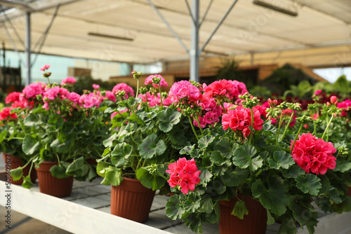 Beautiful blooming potted geranium plants on table in garden center