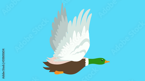 The duck spread its wings and flies