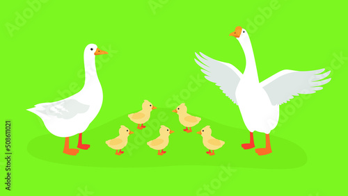 Two geese and five little goslings