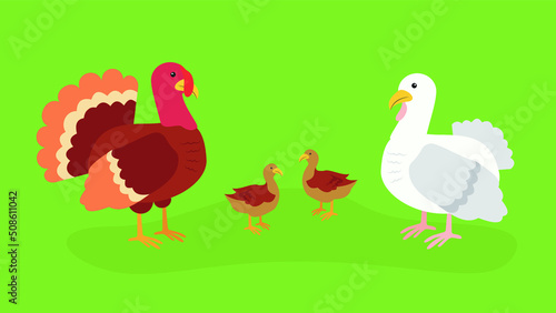 Family of turkeys with turkey poults