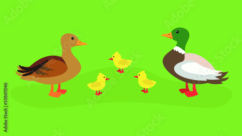Two ducks and three ducklings