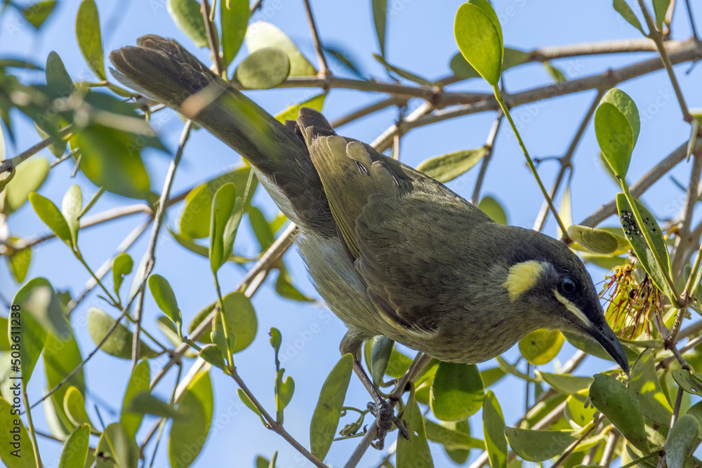 Fototapeta premium Lewin's Honeyeater in Queensland Australia