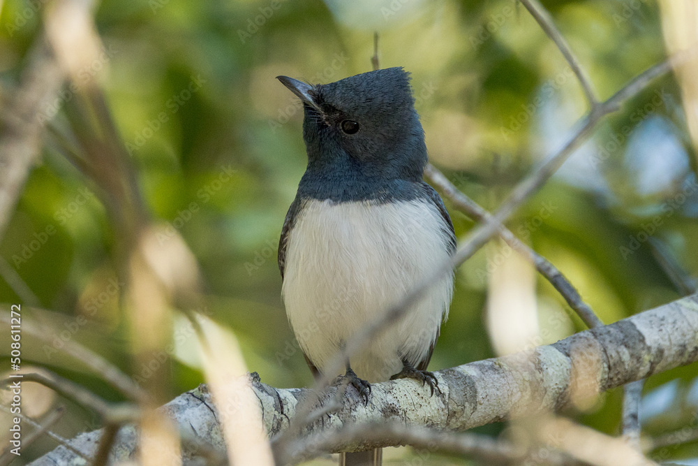 Fototapeta premium Leaden Flycatcher in Queensland Australia
