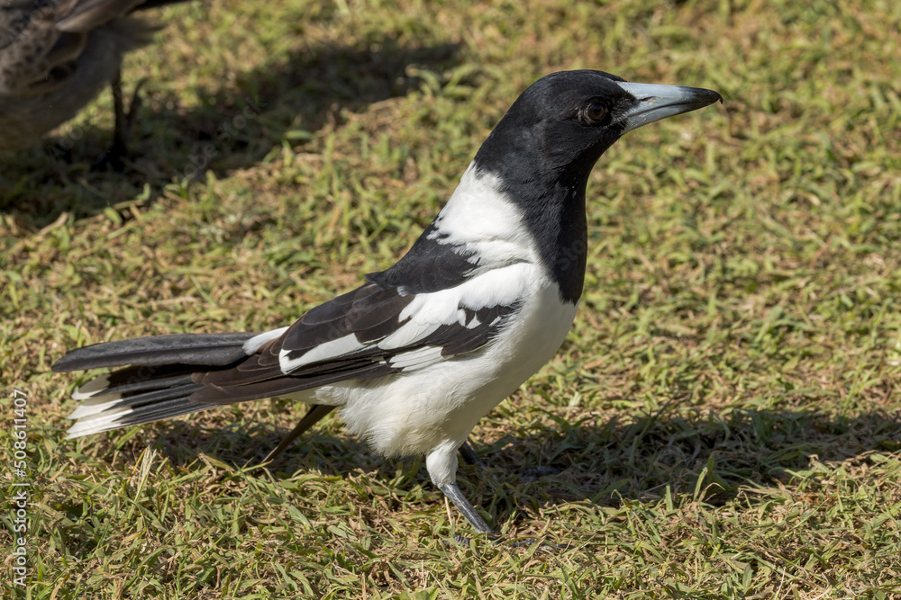 Pied Butcherbird in Queensland Australia Pied Butcherbird in Queensland Australia
