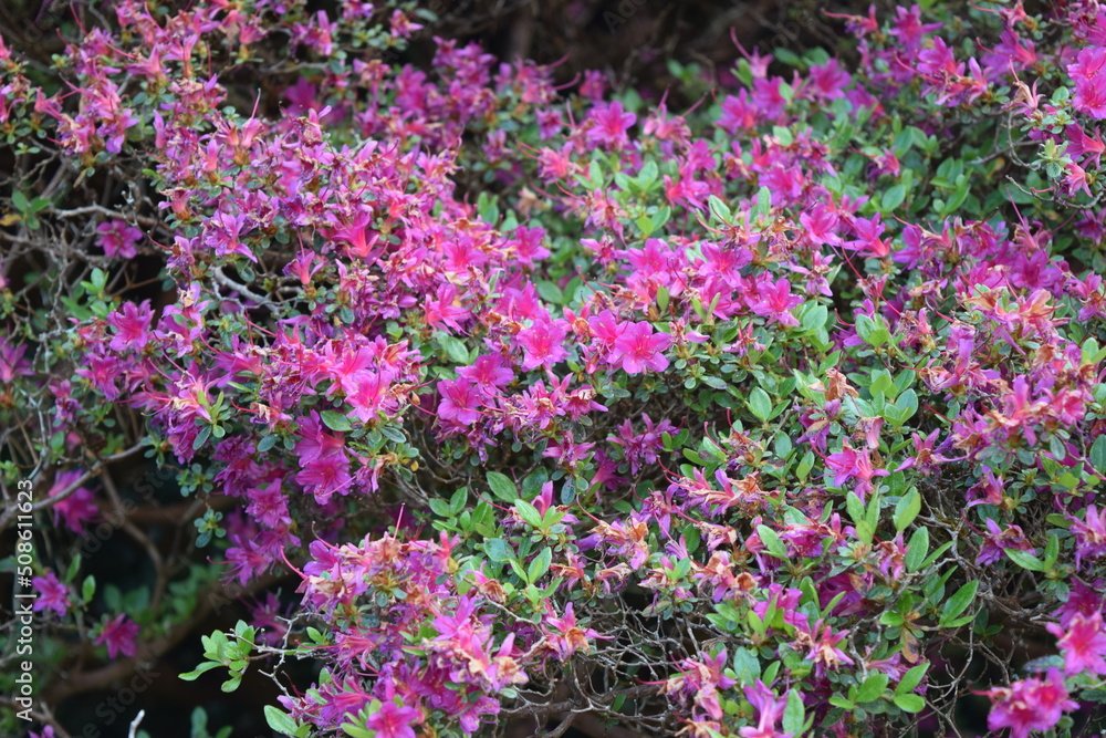 Fototapeta premium Irland_Rhododendren