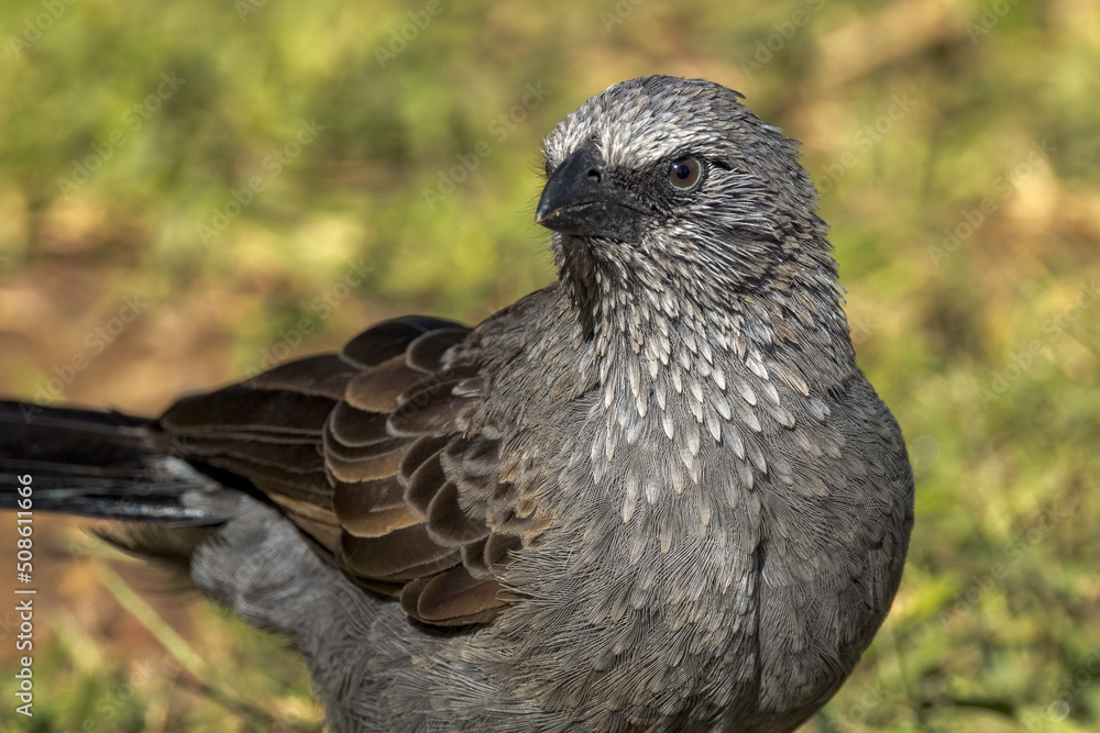 Apostlebird in Queensland Australia Apostlebird in Queensland Australia