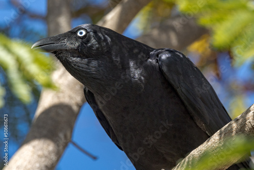 Torresian Crow in Queensland Australia photo