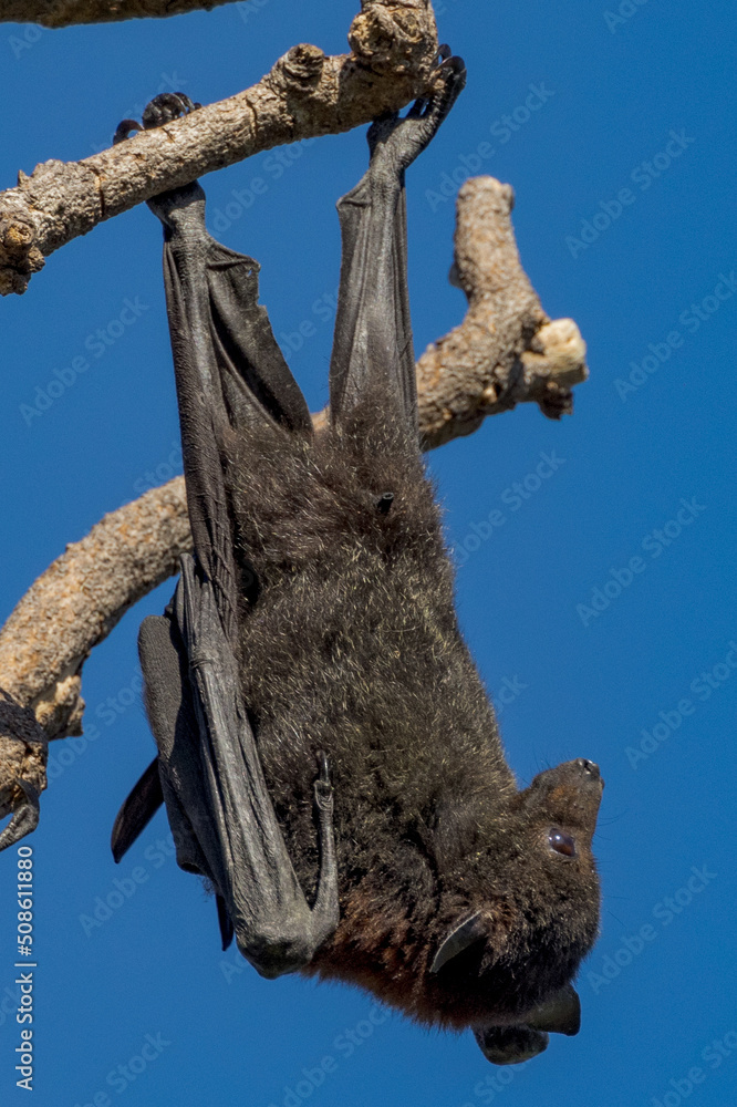Flying Fox Fruit Bat in Queensland Australia