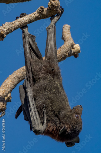 Flying Fox Fruit Bat in Queensland Australia