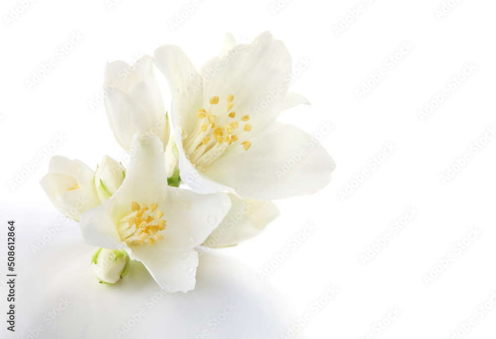 Jasmine flowers isolated on white background Jasmine flowers isolated on white background