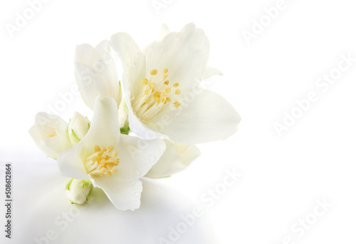 Fototapeta Naklejka Na Ścianę i Meble -  Jasmine flowers isolated on white background