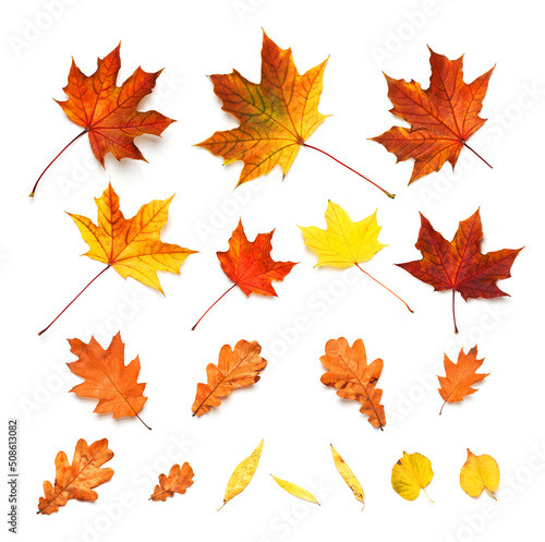 Fall leaves isolated