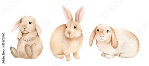Little bunnies on an isolated white background, watercolor illustration, cute woodland animal, easter bunny, rabbits