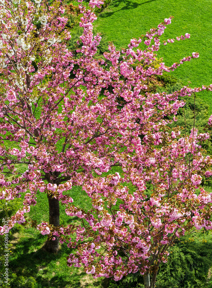 Pink magnolia tree on the background of green grass in Karakoy park. Istanbul, Turkey