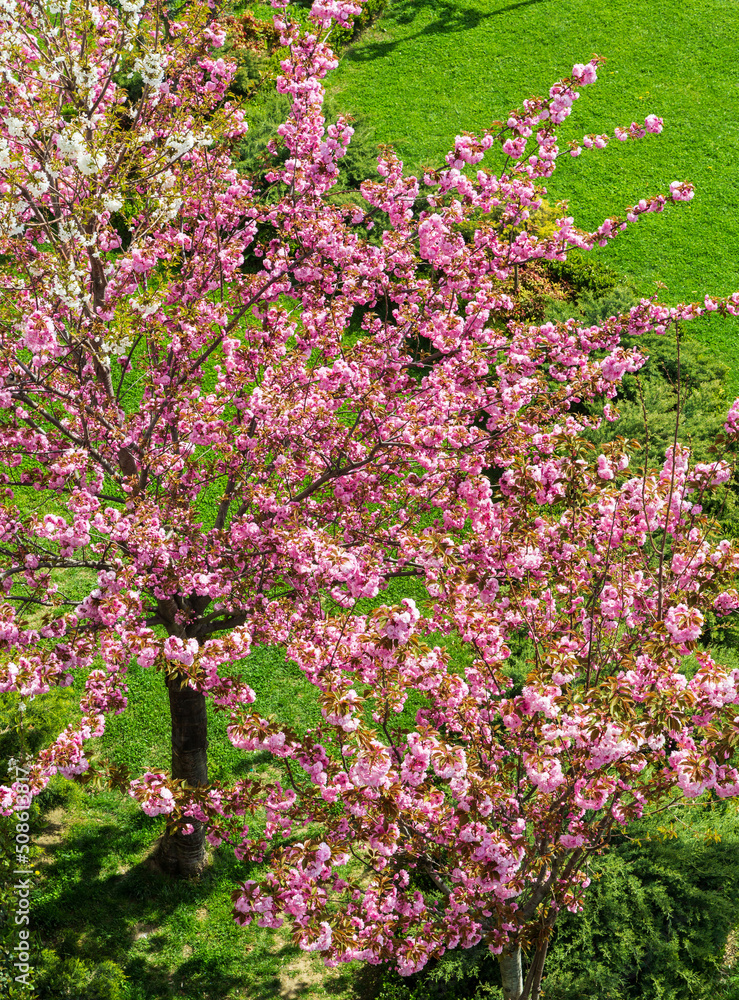 Pink magnolia tree on the background of green grass in Karakoy park. Istanbul, Turkey Pink magnolia tree on the background of green grass in Karakoy park. Istanbul, Turkey