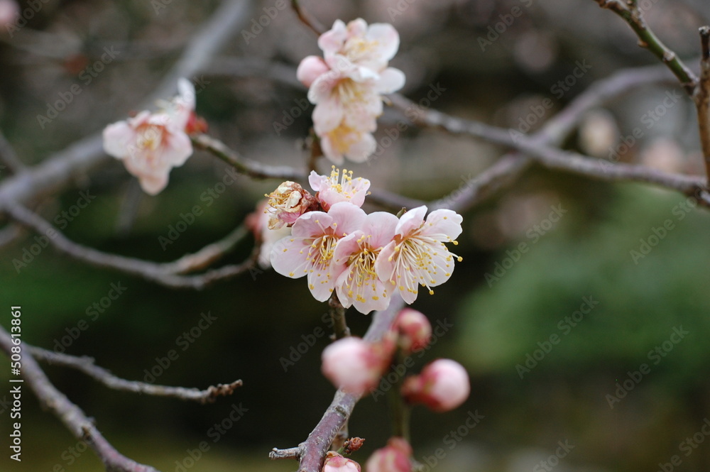 blossom blossom