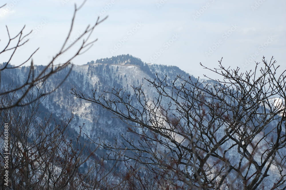 branches against blue sky