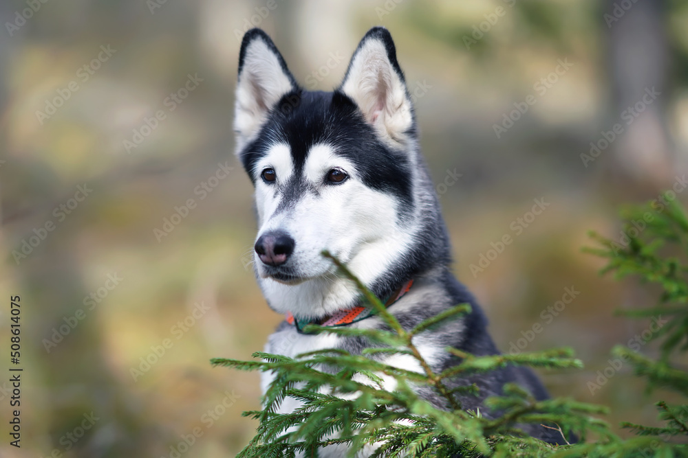 The portrait of a black and white Siberian Husky dog with a collar posing outdoors in a forest in spring