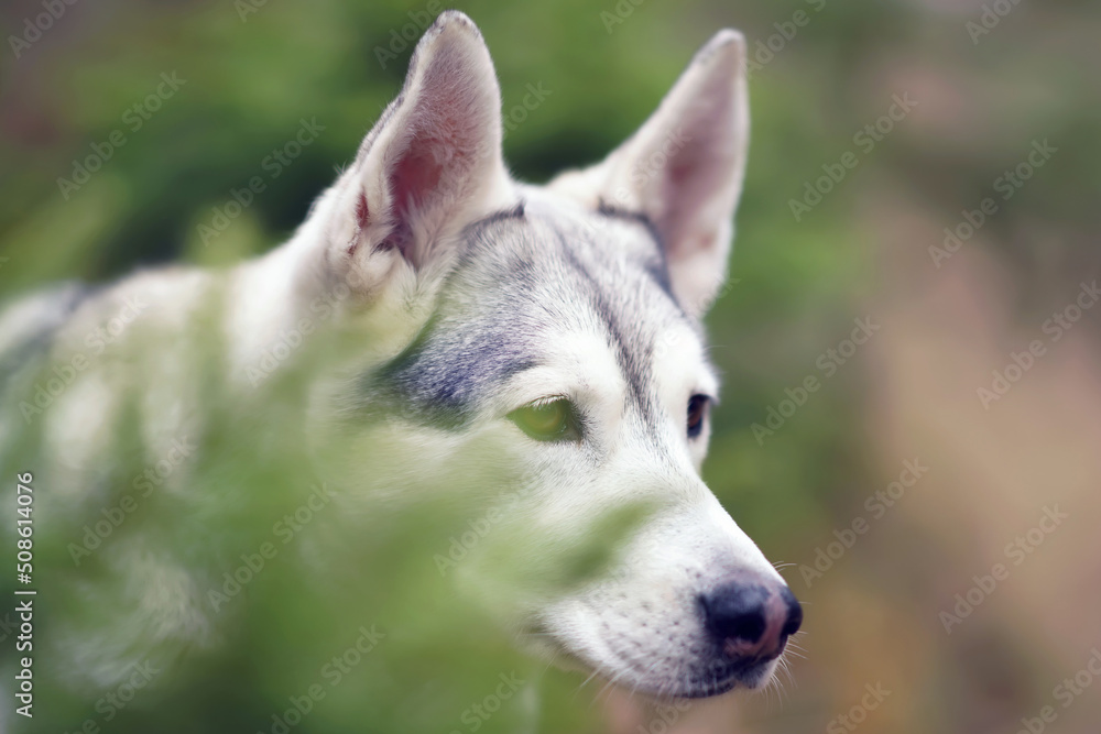 The portrait of a grey and white Siberian Husky dog posing outdoors in a forest in spring