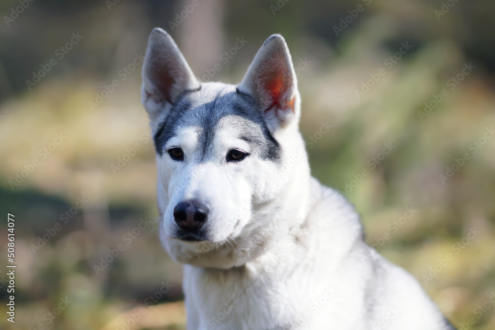 The portrait of a grey and white Siberian Husky dog posing outdoors in a forest in spring