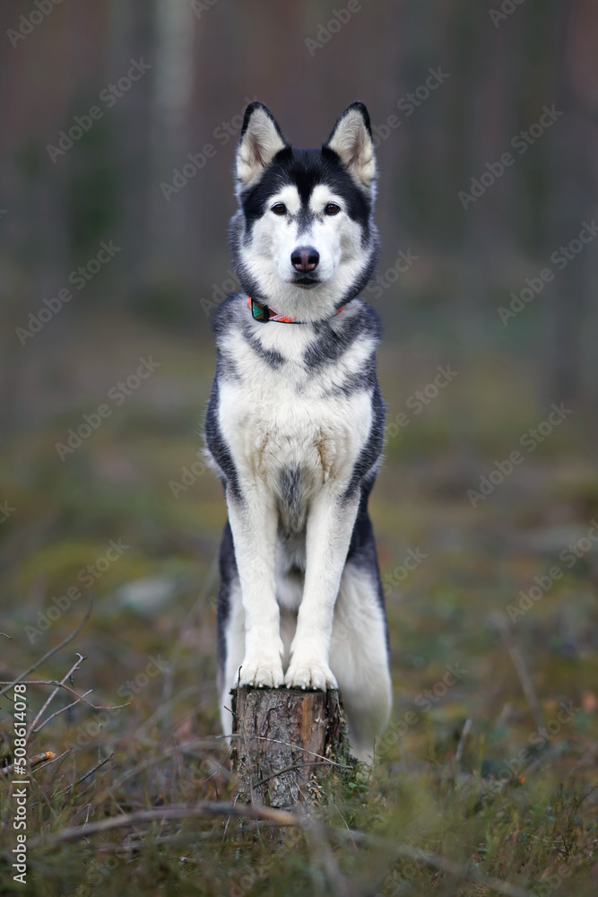 Elegant black and white Siberian Husky dog posing outdoors in a forest standing on a tree stump in spring