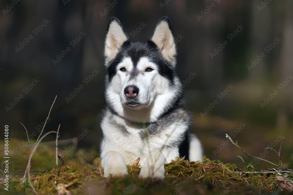 Adorable black and white Siberian Husky dog posing outdoors lying down in a forest in spring