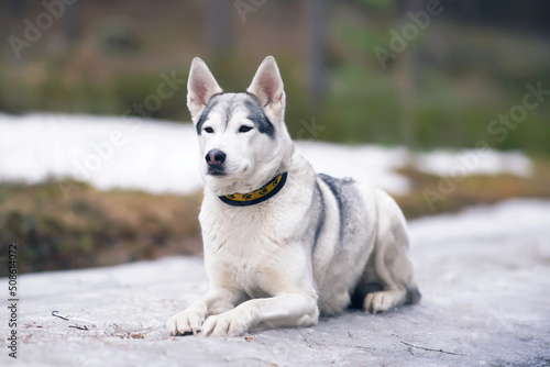 Cute grey and white Siberian Husky dog with a collar posing outdoors lying down on an ice in spring