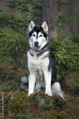 Black and white Siberian Husky dog posing outdoors sitting in a forest in spring